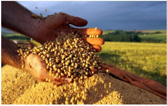 Argentine farmers switching some intended corn to soybeans